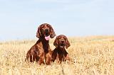 SETTER IRLANDAIS 096